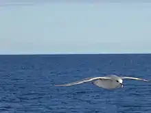 Eissturmvogel über dem europäischen Nordmeer