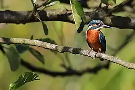 Eisvogel (Alcedo atthis)