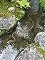 In einem Bach in Nara schwimmend