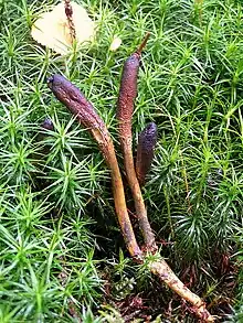 Zungen-Kernkeule (Elaphocordyceps ophioglossoides) an Hirschtrüffel (Elaphomyces)