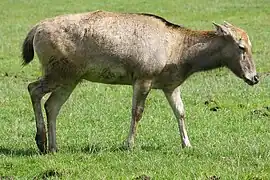 Davidshirsch, Weibchen