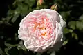 ‘Eglantyne’, David Austin, 1994