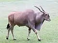 Männliche Elenantilope im Tiergarten Nürnberg