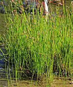 Gewöhnliche Sumpfbinse (Eleocharis palustris)