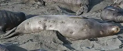 … und ein weiblicher See-Elefant mit den charakteristischen Bissen eines Zigarrenhais