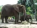 Afrikanischer Elefant mit Jungtier
