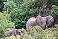 Elefanten im Reservat