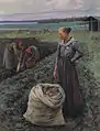 Kartoffelernte, 1893