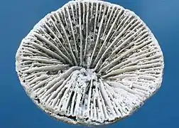 Ellipsosmilia circumvelata