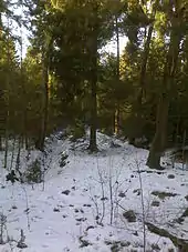 Emeis-Kultur im Forst Iloo