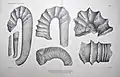 Tafel XI: 1)&nbsp;Ancyloceras badioticum (Uhl.), 2)&nbsp;Ancyloceras cf. Audouli Ast., 3)&nbsp;Ancyloceras n., 4)&nbsp;Ancyloceras n., 5)&nbsp;Ancyloceras Orbignyi Math., 6)&nbsp;Hamulina sp.