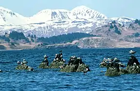 Kaisergänse vor der Küste Kodiaks