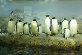 Kaiserpinguine