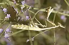 Weibchen