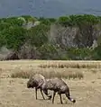 Emus