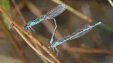 Zwei hellblaue Kleinlibellen einer kanadischen Becherjungferart im Parungstandem.