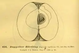 Doppelte Härtling