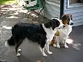 English Shepherd