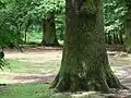 Alteichen Ecke Dammweg/Postweg
