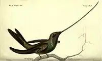 Schwertschnabelkolibri von Prêtre gemalt