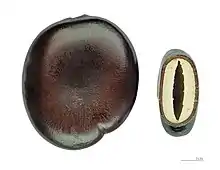Entada phaseoloides – Hydrochorie