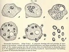 Illustration (1910): E.&nbsp;histolytica Lebensstadien