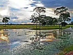 Pantanal-Feuchtgebiet nahe von Poconé