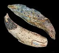 Entelodon magnus