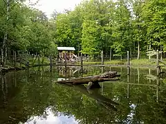 Wildpark an den Eichenim Sommer...