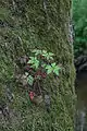 Epiphyten im Schwingetal
