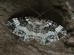 Epirrhoe rivata