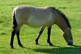 Przewalski-Pferd