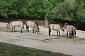 Przewalski-Pferd