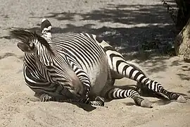 Bergzebra