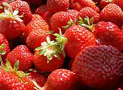 Erdbeeren in Sammelgefäß