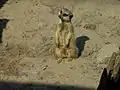 Erdmännchen