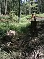 Am Bruchwaldrand