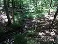 Runse im Bruchwald