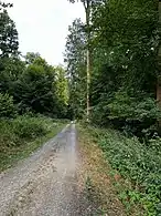 Erlenteichweg bei Maisbach mit 100-jähriger Esche (Aufn. 2022)