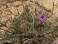 Dickblättriger Reiherschnabel (Erodium crassifolium)