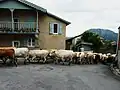 Alpaufzug in Esbareich