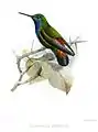 Eucephala pyropygia illustriert von John Gerrard Keulemans