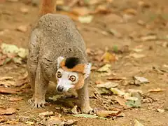 Kronenmaki (Eulemur coronatus)