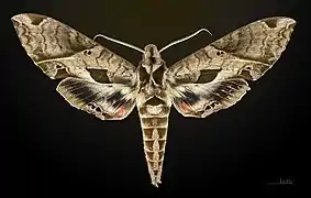 Eumorpha analis