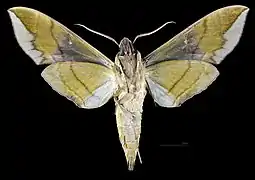 Eumorpha pandorus ♂   △