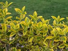 Euonymus fortunei 'Emerald Gold'
