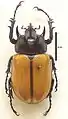 Eupatorus fruhstorferi