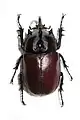 Eupatorus birmanicus (m)