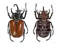 Eupatorus gracilicornis