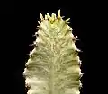 Spross einer Euphorbia ammak